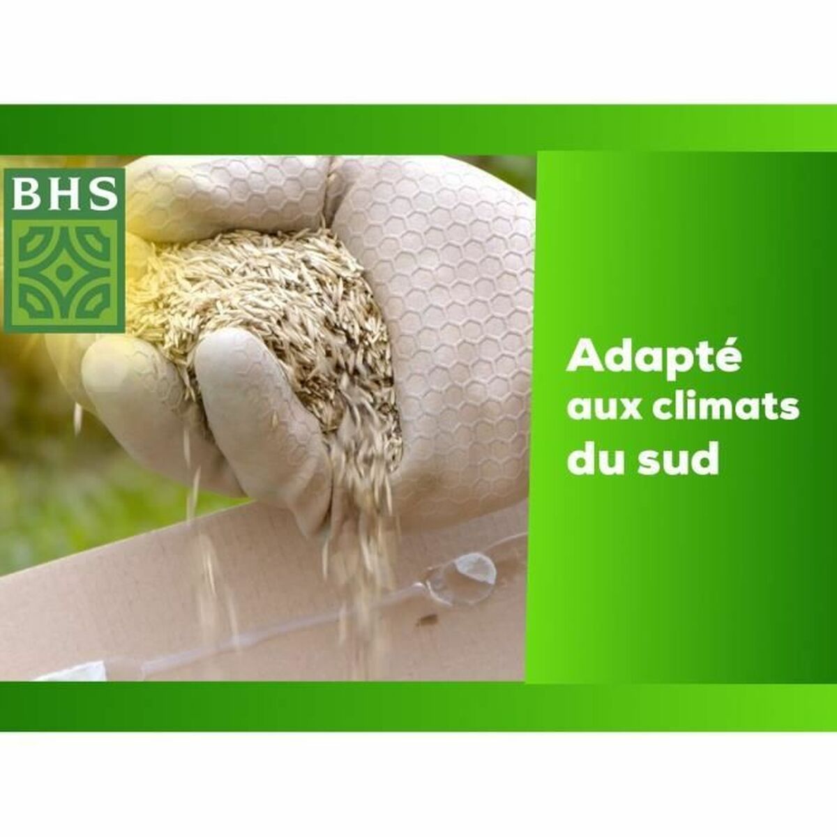 Seeds BHS Dichondra-2