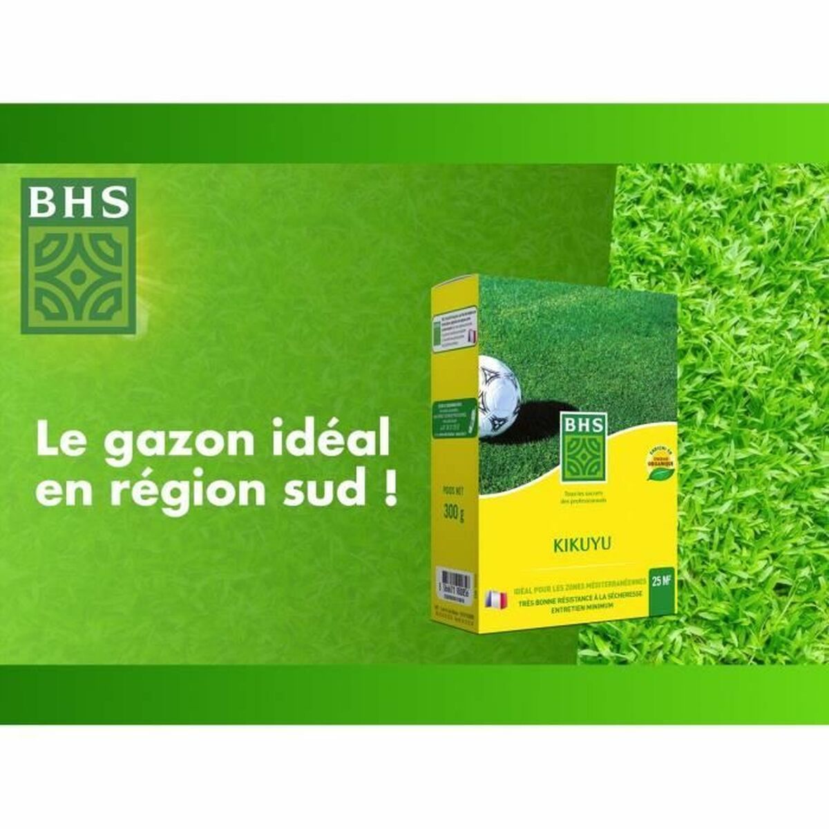 Seeds BHS Dichondra-1